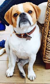 Black And Tan Puggle Tan White Puggle Dog Dog Cat Puggle Black Puggle