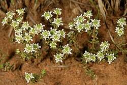 Image result for Selago albomarginata