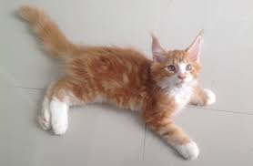 Maine Coon Sbkr Facebook