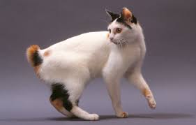 If a cat has been injured, the tail also acts as an additional limb and becomes even more important for maintaining proper balance. Why Do Cats Have Tails Is There Really A Purpose Cat Tail Facts