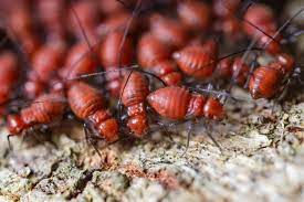 We are the only pest control management company on edisto island. Apex Of Edisto Pest Control Edisto Island Hollywood Sc