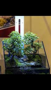 Bonsai Tree Fish Tank Fish Tank Bonsai Tree Vivarium
