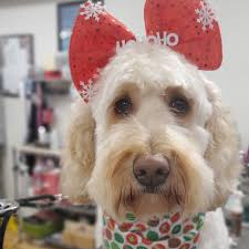 Rory, Jackson, Houston, Bentley, Casey, Jordy, Sally, Hope, Dexter, Simon  #fancypantspetsalon #fancypants #fancydog #doggroomer #shopsmallbusiness  #dogs #ilovedogs #dogsofinstagram #dogs_of_instagram #cutedog #supportlocal  #dogstagram #dogsofinsta ...