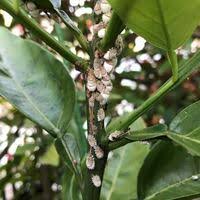 ゆずの木にアゲハ蝶の幼虫 青虫 が沢山くっついています 葉っぱがなくなり Yahoo 知恵袋