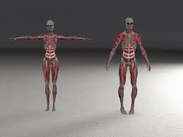 Anatomy and physiology quizzes (system quizzes) featuring interactive mcqs with the aid of animations, diagrams, and labeled illustrations. Free Anatomy Ebooks Online Download Free Books Legally