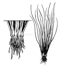 Image result for Isoetaceae