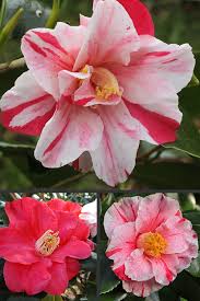 Image result for Camellia japonica