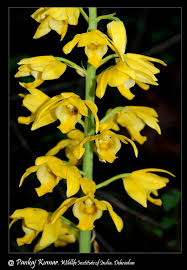 Image result for Eulophia pyrophila