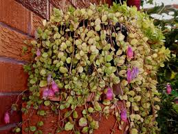 Kalanchoe Uniflora Coral Bells World Of Succulents In 2020 Blooming Succulents Coral Bells Coral Bells Plant