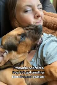 Bloodhound Dog and Girls