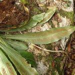 Image result for Asplenium africanum
