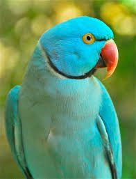 Blue Bird With White Ring Around Neck Blue Ringneck Parrot By Peasticks Pet Birds Animals Animals Beautiful