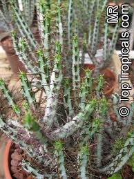 Image result for Euphorbia espinosa
