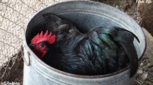 We did not find results for: Australorp Chickens The Beginner S Egg Laying Breed The Featherbrain