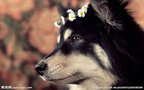 We did not find results for: å°æ¯ç‹— Cute Dog Ipad 1024x640 Download Hd Wallpaper Wallpapertip
