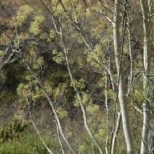 Image result for Steganotaenia