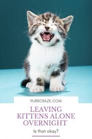 When kittens stay with their mother and other littermates, they learn how to play appropriately and how to communicate with other cats, says bruce kornreich, ph.d., dvm, dacvim, director of cornell feline health center at cornell university's college of veterinary medicine in ithaca, new york. Should You Leave A Kitten Alone Overnight Purr Craze