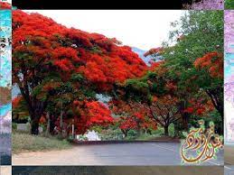 pin by qahtanadnaeef on اشجار مزهرة delonix regia country roads plants