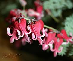 It became a very popular aphids are the biggest pest of bleeding heart. Bleeding Heart Dicentra Burning Hearts In The Bleeding Hearts Database Garden Org