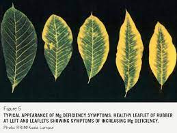 Are you experiencing leaf issues? Importance Of Magnesium For Man Plant And Soil Nutri Mg