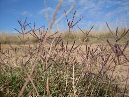 Rumput tanaman grinting merupakan tanaman terna,merumput dengan rimpang di bawah tanah yang menembus sampai kedalaman 1 m atau lebih.rumput paling bagus pada suhu 24 derajat c. Cynodon Dactylon Tropical Forages