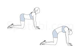 Back Stretch Illustrated Exercise Guide Workout Guide Spotebi Workout Cat Cow Pose