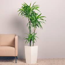 Die bekannteste art ist der kanarische drachenbaum (dracaena draco). Drachenbaum Fragans 3er Tuff Im Ca 21 Cm Topf Online Kaufen Bei Gartner Potschke