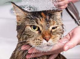 How To Get Your Cat Used To Water Figo Pet Insurance