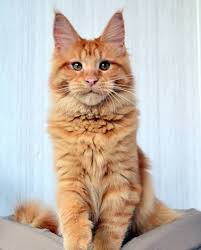 They are registered with tica. Maine Coon Lustrous Hairy Cat Pets Wisdom