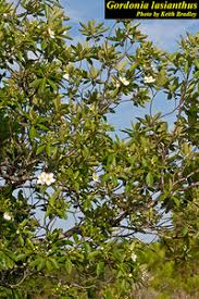 Image result for Lasianthus