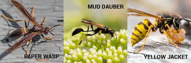 Maybe you would like to learn more about one of these? 3 Wasps To Look Out For This Summer Allgood Pest Solutions