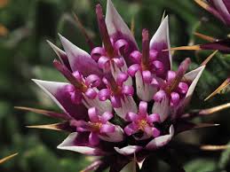 Image result for Macledium sessiliflorum