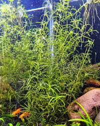 Image result for Najas