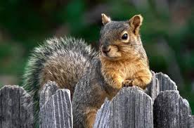 In an emergency, you could offer your rabbit pure goat milk. What Do Baby Squirrels Eat Care Feeding Tips