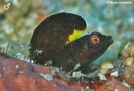 Image result for Brachyachne simonsii