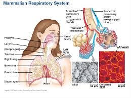 An arrow diagram, also known as an activity network chart, helps you determine the best task order and identify problems and solutions. Circulation And Gas Exchange Prezentaciya Onlajn