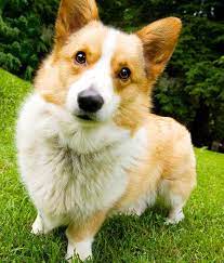 We did not find results for: Corgi Mix Puppies Mn Petsidi