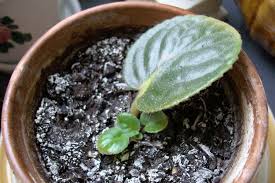Watering african violets with cool water can also be problematic. African Violets Sensational Saintpaulias You Can Grow At Home Epic Gardening