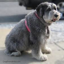 Check spelling or type a new query. Polish Lowland Sheepdog Dog Breed Pictures 1