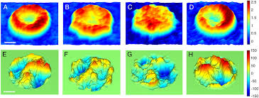 Timon badloe volgens de schrijver van het bericht zijn anouar b. Metabolic Remodeling Of The Human Red Blood Cell Membrane Pnas