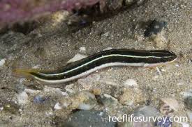 Image result for Triraphis schinzii