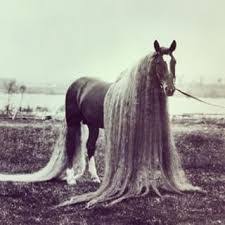 The Long Haired Oregon Wonder Horse Google Search Pretty Horses Beautiful Horses Rare Breed