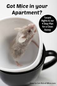 Others state that peppermint plants and essential oils are a great tool to keep mice out. Mice How To Clean Pantry After Mice
