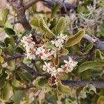 Image result for Gymnosporia putterlickioides