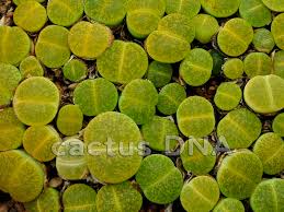 Image result for Lithops lesliei