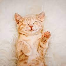 You'll also find more cute cat stickers at our etsy shop. 30 Cute Cat Photos Best Photos Of Cats