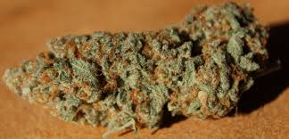 Cookies connected is a cannabis dispensary strictly for cookies strains. Marijuana Strain Reviews