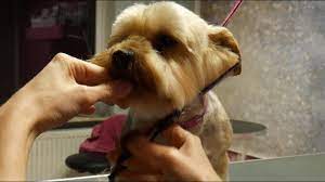 Petgroooming Yorkie Head Grooming 98 Youtube