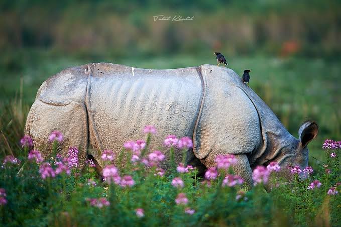 The prehistoric floodplains of Kaziranga National Park, AI generated