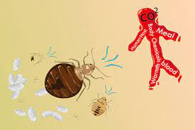 If a female bed bug, has mated. How Do You Get Bed Bugs Bed Bug Causes Terminix